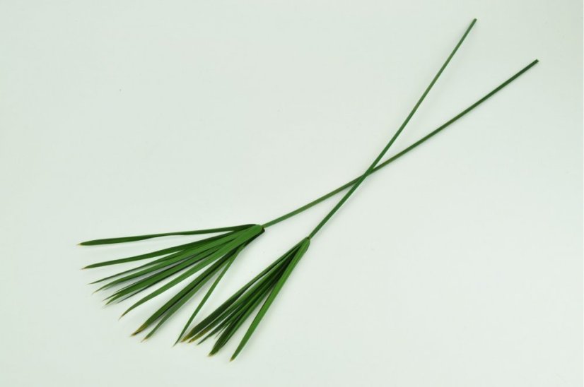 Papirus Stabilizat