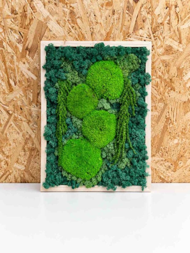 Mahova slika – 30x40 cm – mešanica mahov, bel okvir Mahova slika – 30x40 cm – mešanica mahov, bel okvir