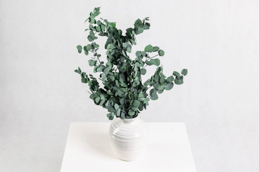 Stabilizovaný Eukalyptus Stuartiana -Zelený