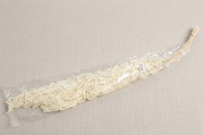 Konservierter Amaranth PREMIUM - Weiß