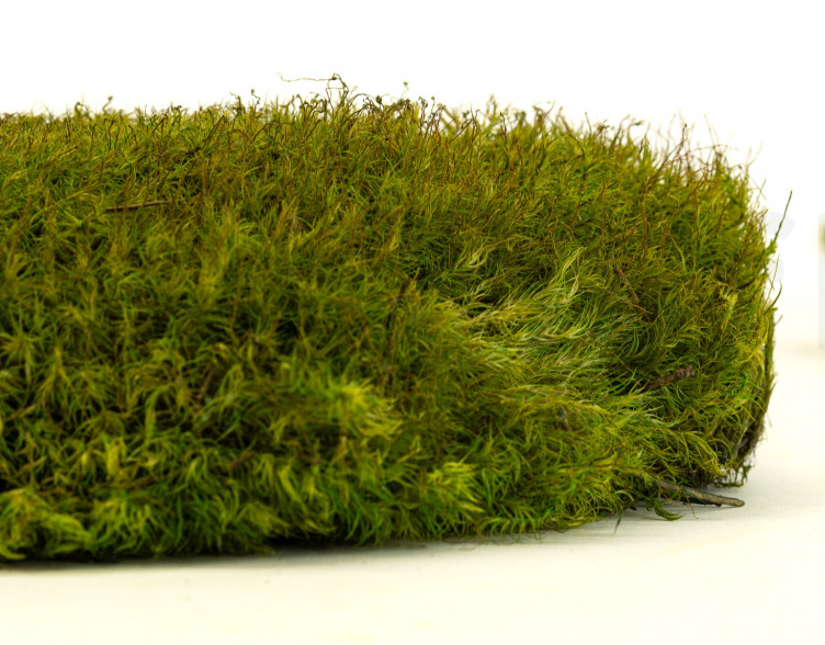 Krogličasti mah - "Ježek" - svetlo zelen - Površina: 1 kos (običajna oblika 10-12 cm)