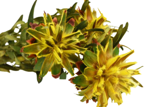 Stabilisierte Plumosum-Blüten - Gelb