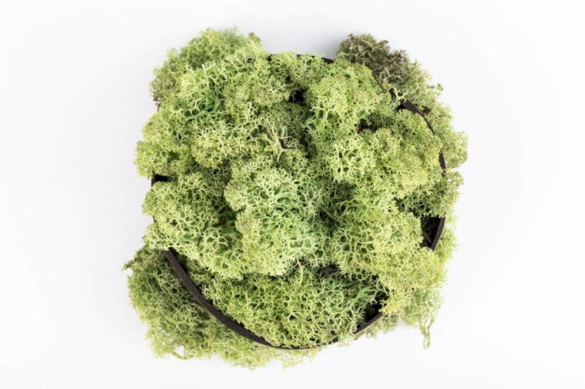 Mușchi stabilizat - lichen - Mentă - Greutate: 5kg