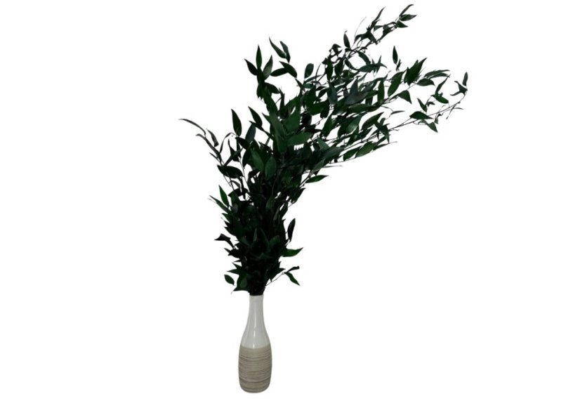 Ruscus stabilisé - vert