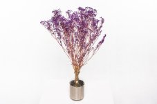 Stabilizirani cvetovi Gypsophile - Vijolčni