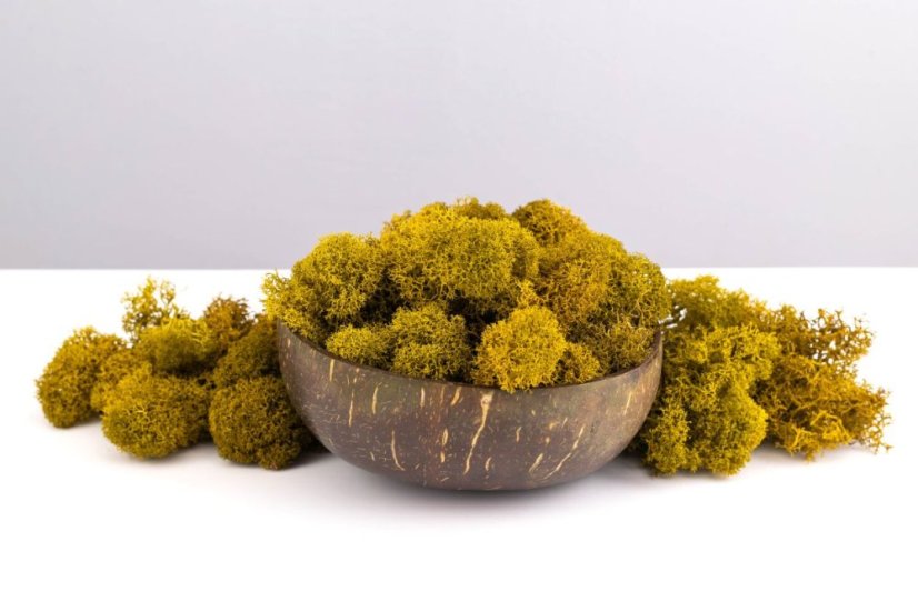 Muschio stabilizzato purificato - lichene -  Limone - Finlandese - Peso: 1kg