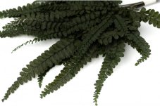 Ferigă stabilizată Felci - verde