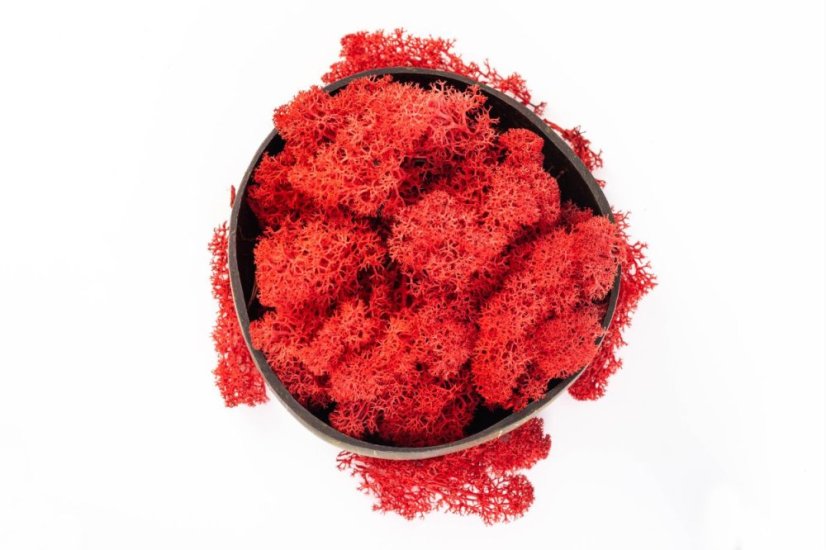 Muschio stabilizzato - lichene - Rosso - Peso: 100g