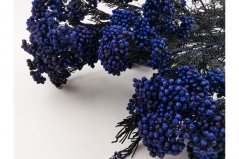 Stabilisierte Reisblume - Königsblau