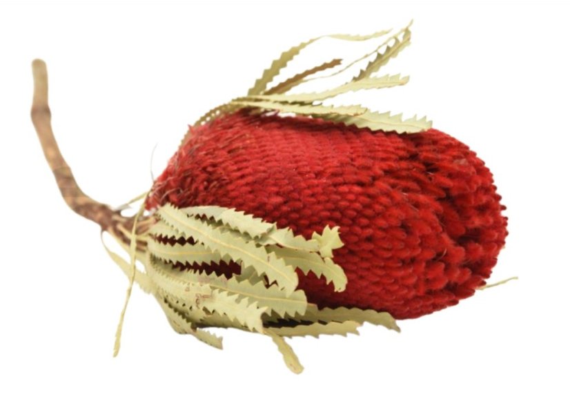 Sušený kvet Banksia - Červený