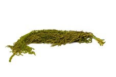 Stabilisierter Amaranth - Limettengrün