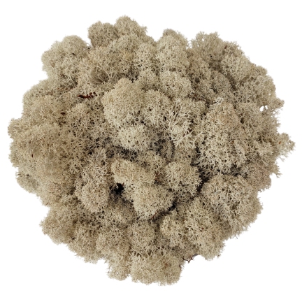 Panou de licheni - 60x40cm - Culoarea panoului: Natural