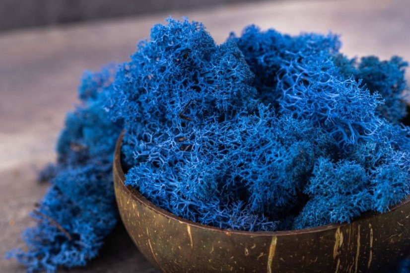 Muschio stabilizzato - lichene - Blu