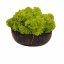 Muschio stabilizzato - lichene - Verde lime - Peso: 5kg