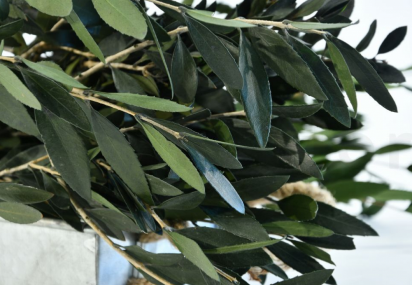 Stabilisierte Olivenbaum - 100g