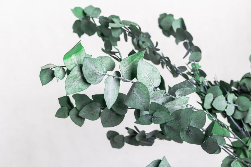 Stabilizált Eucalyptus Stuartiana -Zöld - nagykereskedelem