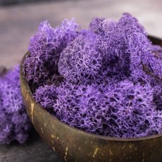 Stabilizovaný mech - lišejník - Fialová