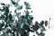 Stabilizált Eucalyptus Cinerea - nagykereskedelem - Darabszám: 5 doboz