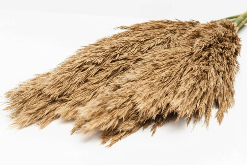 Stabilisiertes Pampasgras
