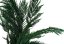 Stabilisierte Zweige der Thuja