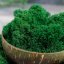 Gereinigtes stabilisiertes Moos - Islandmoos - Tannengrün - Finnisch - Gewicht: 100g