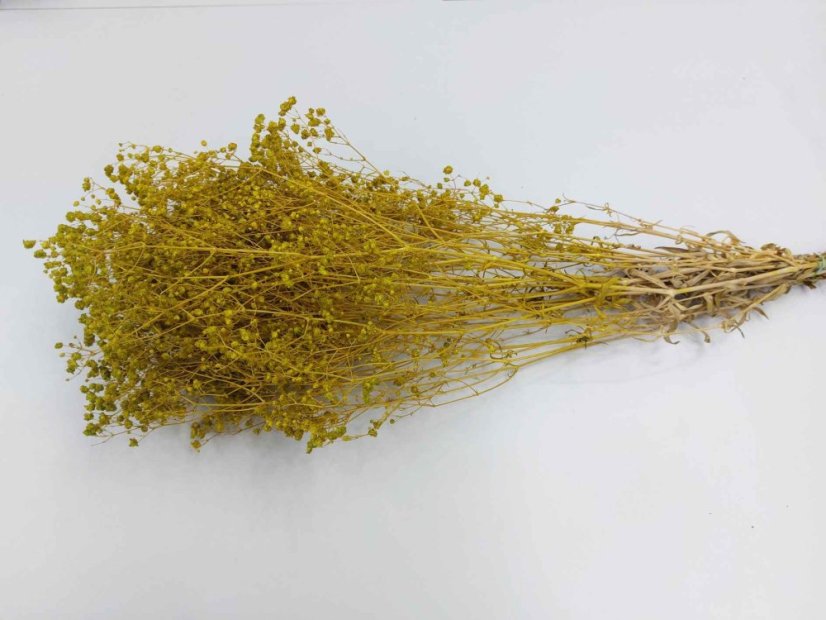 Stabilisierte Gypsophila-Blüten - Limettengrün