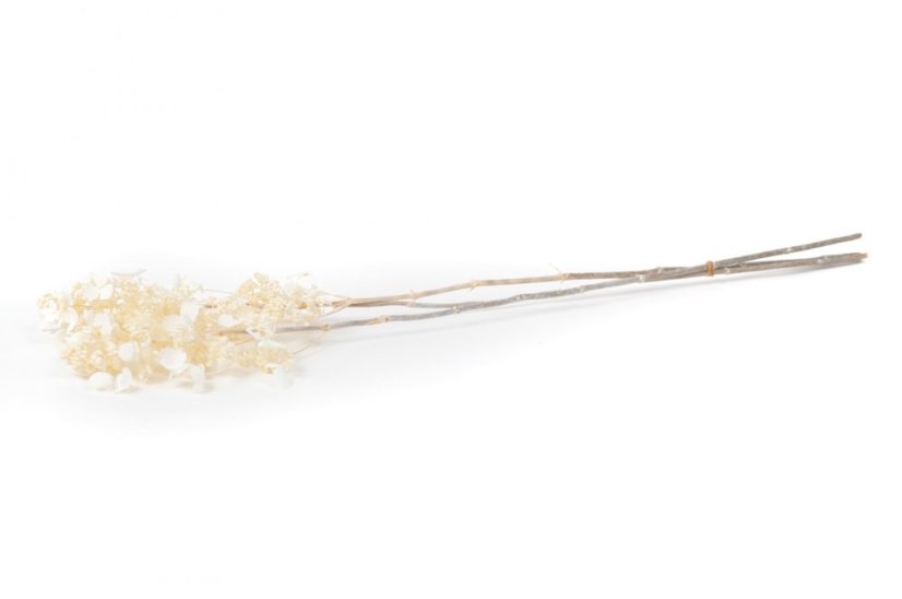 Stablizirana hortenzija panicle - Krem