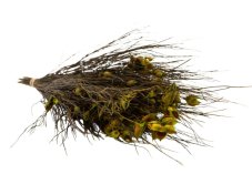 Stabilizirana "zvon" trava