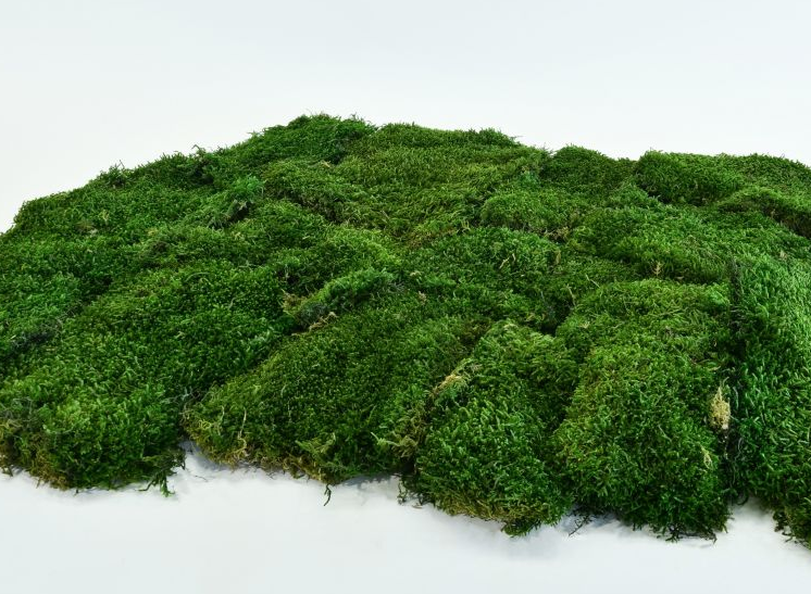 Plochý mach - Prírodná zelená PREMIUM