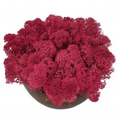 Muschio stabilizzato - lichene - Rosa