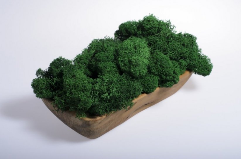 Gereinigtes stabilisiertes Moos - Islandmoos - Smaragdgrün- Finnisch - Gewicht: 1kg