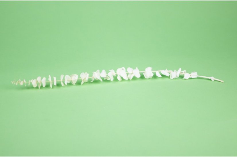 Eucalyptus Baby Stabilisé - Blanc