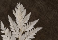 Felce stabilizzata Leather - Bianca