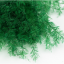 Stabilizirana praprot Sertularia - Barva: Temno zelena