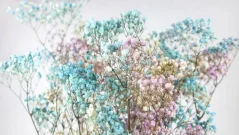 Fiori di Gypsophila stabilizzati - Arcobaleno