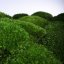Kopečkový mech - Jablkově zelená - Plocha: 0,1m² (pokryje plochu 30x35cm)