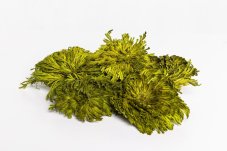 Stabilizirane mahove zvezde