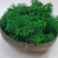 Mușchi stabilizat – lichen – Resturi tăiate - 1kg