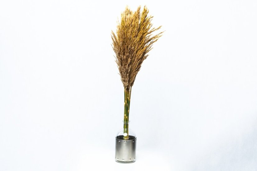 Stabilisiertes Pampasgras