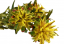 Stabilizované květiny Plumosum - Žluté