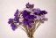 Posušeno cvetje Limonium – barvna mešanica