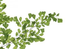 Stabilisierte Lutti-Farn - Verpackung
