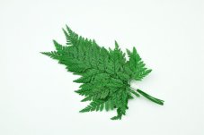 Ferigă stabilizată Davalia - verde