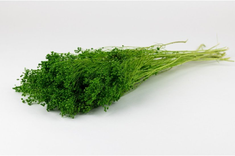 Fiori stabilizzati Broom - Verdi