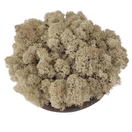 Muschio stabilizzato purificato - lichene -  Naturale - Finlandese - Peso: 500g