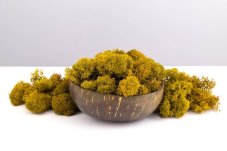 Mușchi stabilizat curățat - lichen - Lămâie - Finlandez