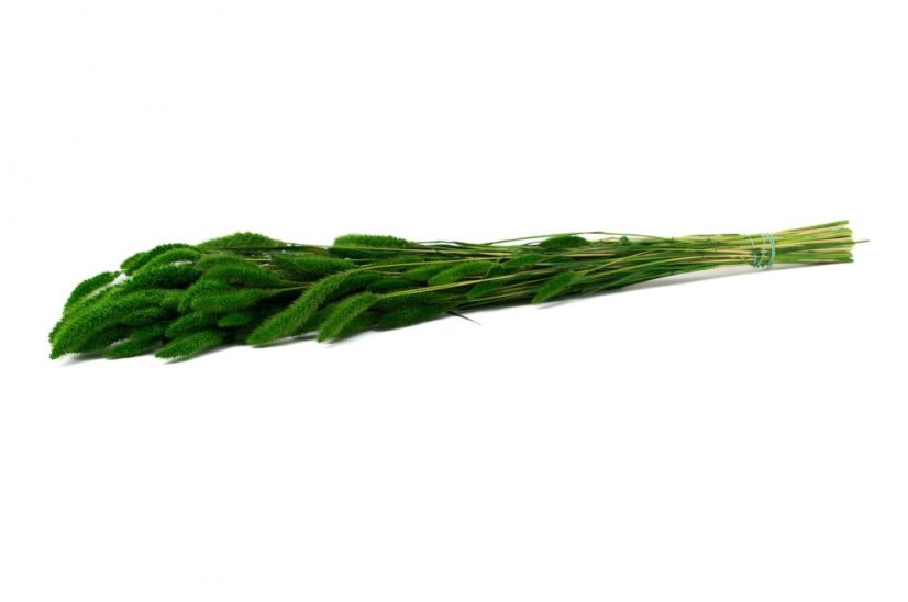 Setaria stabilisée - 150 g
