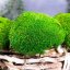 Mușchi de deal - "Broască țestoasă" Mini - Verde deschis - Ambalaj 0,15m2