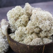 Čištěný stabilizovaný mech - lišejník - Natural - Finský
