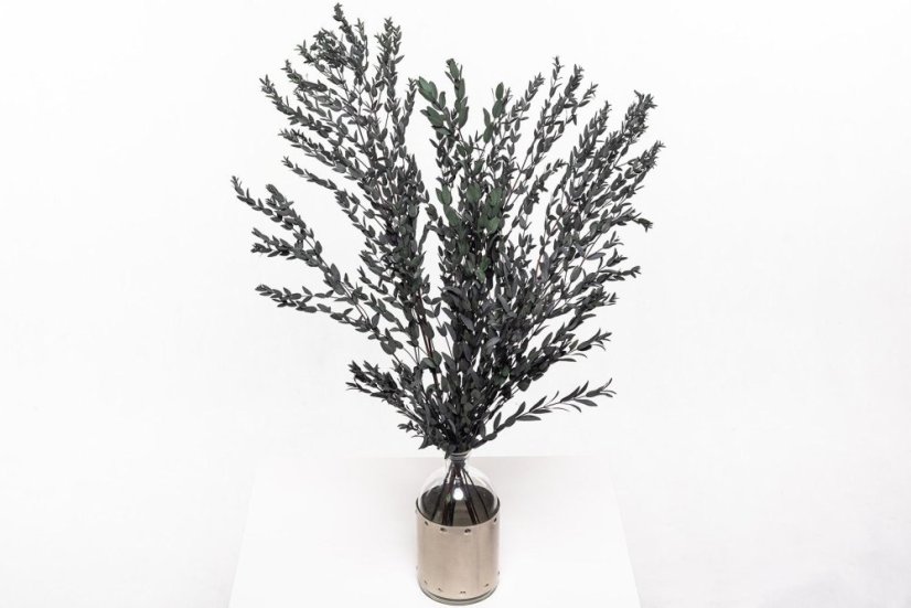 Eucalipt Parvifolia Stabilizat